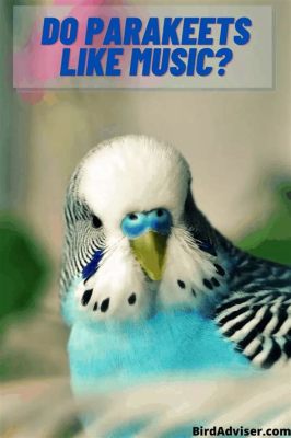 Do Parakeets Like Music? An Insight into the World of Parakeet Preferences